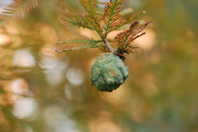 Taxodium distichum - tisovec dvouřadý - zrající plod (2)